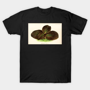 Dossinia marmorata - Botanical illustration T-Shirt